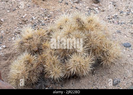 Sheathed Cholla or Tunicate Cactus, Cylindropuntia tunicata, in Pan de Azucar National Park in the Atacama Desert of Chile.