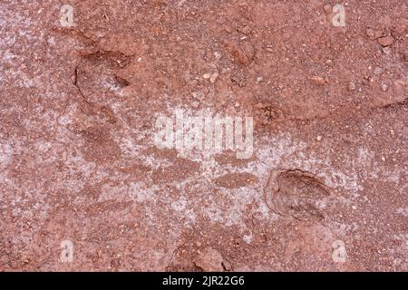 Llama footprints in the Valle del Arcoiris or Rainbow Valley near San Pedro de Atacama, Chile.