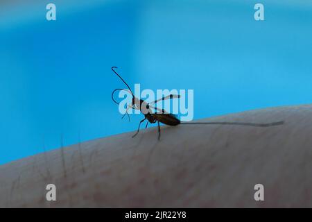 A bug walking around on my skin to dry off after I rescued it from the ...