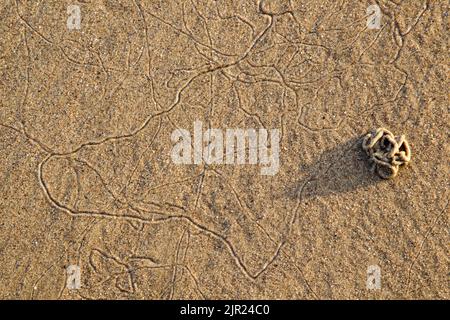 Sandworm (Arenicola marina) cast and tracks on a sandy beach picked out by warm morning light. Also known as lugworm. Stock Photo