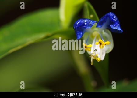 Commelina communis (Asiatic dayflower) is an annual plant that blooms in summer with two light blue petals and one small white petal underneath. Stock Photo