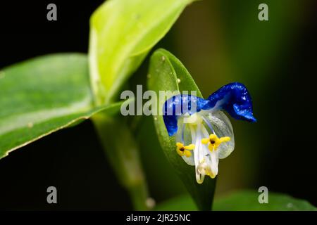 Commelina communis (Asiatic dayflower) is an annual plant that blooms in summer with two light blue petals and one small white petal underneath. Stock Photo