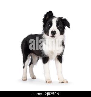Super adorable typical black with white Border Colie dog pup, standing side ways. Looking towards camera with the sweetest eyes. Isolated on a white b Stock Photo