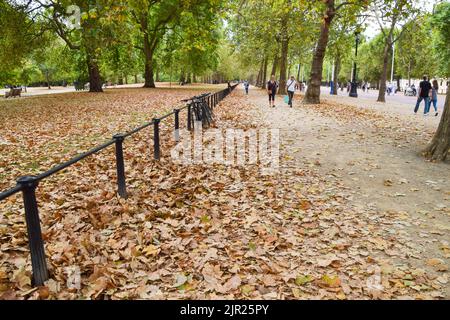 London, UK. 21st August 2022. Dead leaves cover St James's Park in central London, resembling autumn. Heatwaves and drought conditions resulting from climate change are causing trees to shed leaves early. Credit: Vuk Valcic/Alamy Live News