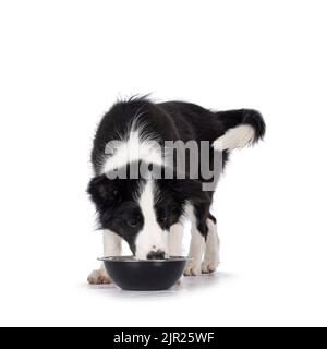 Super adorable typical black with white Border Colie dog pup, standing facing front, eating or drinking from metal bowl. Looking in to bowl. Isolated Stock Photo