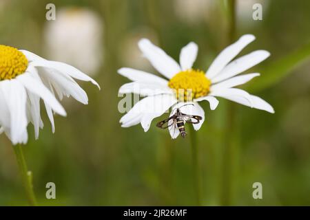 Synanthedon bibionipennis - a strawberry crown moth - on a daisy in a meadow in Eugene, Oregon. Stock Photo
