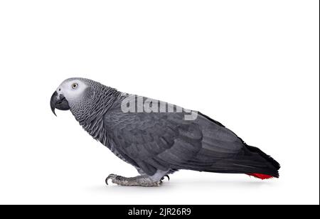 Detailed shot of Grey Parrot, standing side ways with head up. Looking straight ahead away from camera. Showing typical red tail tip. Isolated on a wh Stock Photo