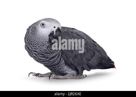 Detailed shot of Grey Parrot, standing side ways with head up. Head turned to camera. Showing typical red tail tip. Isolated on a white background. Stock Photo