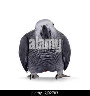 Detailed shot of Grey Parrot, standing facing front with head up. Looking towards camera showing both eyes. Showing typical red tail tip. Isolated on Stock Photo