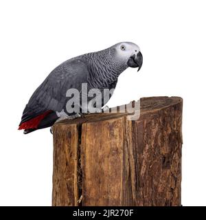 Detailed shot of Grey Parrot, standing side ways on tree trunk. Looking towards camera. Showing typical red tail tip. Isolated on a white background. Stock Photo