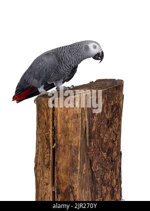 Detailed shot of Grey Parrot, standing side ways on tree trunk. Looking side ways. Showing typical red tail tip. Isolated on a white background. Stock Photo