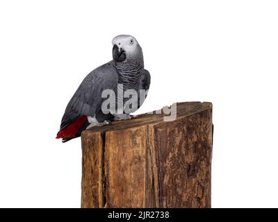 Detailed shot of Grey Parrot, standing side ways on tree trunk. Head turned towards camera. Showing typical red tail tip. Isolated on a white backgrou Stock Photo