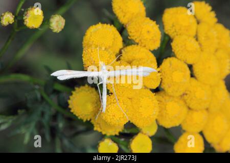 Night Butterfly Pterophoridae (Alucitidae) on the flowers of the verdure. Stock Photo