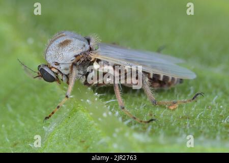 Female of flie from family Chironomidae (informally known as chironomids, nonbiting midges, or lake flies). Stock Photo