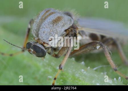 Female of flie from family Chironomidae (informally known as chironomids, nonbiting midges, or lake flies). Stock Photo