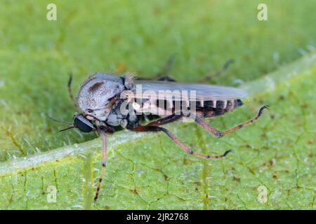 Female of flie from family Chironomidae (informally known as chironomids, nonbiting midges, or lake flies). Stock Photo