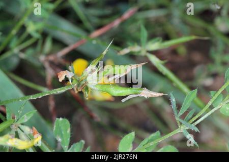 Swollen vetch (Vicia) pods by feeding inside larvae of Gall-midges (Cecidomyiidae, Diptera). Stock Photo