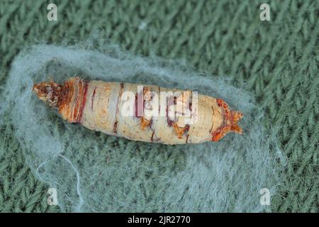 The cocoon pupa of an insect of the order of flies Stock Photo