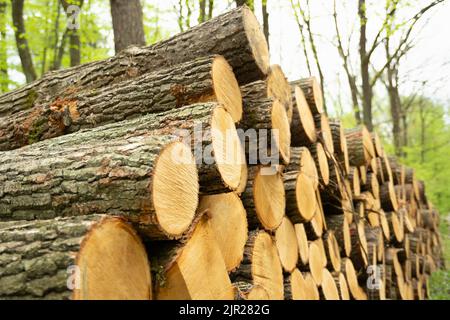 A pile of tree trunks from the forest clearings, close up Stock Photo
