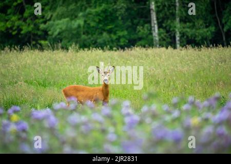 Single male roe deer standing in the meadow, summer view Stock Photo