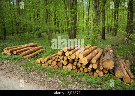 Forest clearance and trunks lying in a pile, spring day Stock Photo