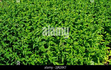 Close up of Spearmint growing in a garden (Mentha spicata) Stock Photo