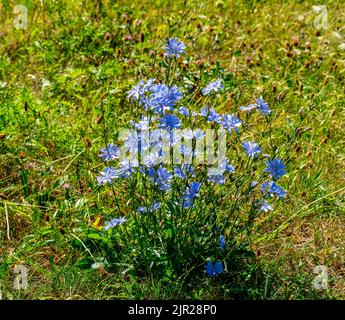 Close up of Common Chicory (Cichorium intybus) Stock Photo
