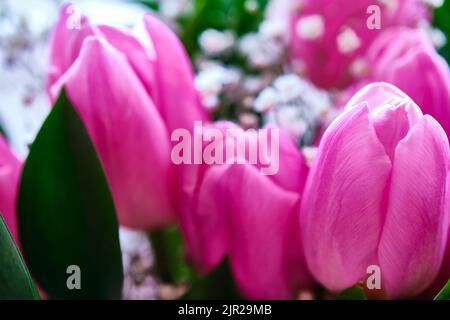 Bouquet of bright pink tulips shallow focus Stock Photo