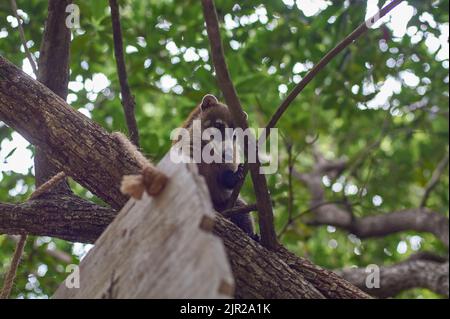 Little Coatì climbs up the trees in mexico Stock Photo