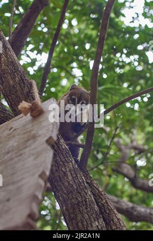 Little Coatì climbs up the trees in mexico Stock Photo