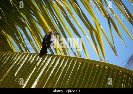 Young specimen of crow perched on a palm leaf during the day Stock Photo