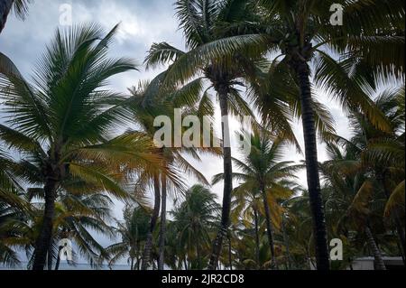 Some palm trees typical of the Mexican Caribbean grow on the beach. grow on the beach. Stock Photo