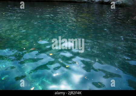 Dzibilchaltun, Mexico, :Cenote Xlacah situated in Dzibilchaltun zona archeologica area in Mexico Stock Photo