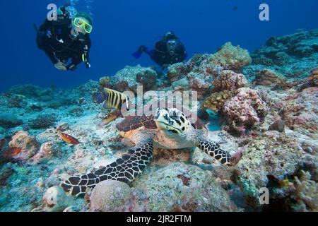 Hawksbill turtle, Eretmochelys imbricata, (endangered species) and divers (MR), Palau, Micronesia. Stock Photo