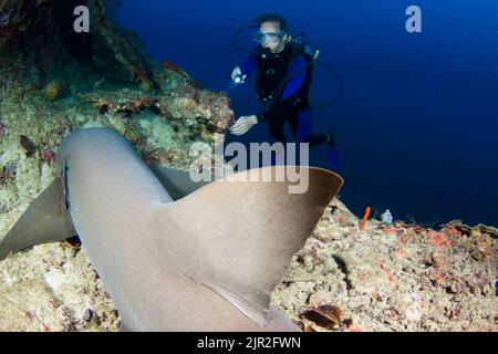 A diver (MR) gets a close look at a tawny nurse shark, Nebrius ferrugineus, Tubbataha Reef, Philippines. Stock Photo