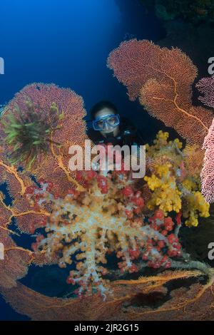 Alcyonarian coral dominates this reef scene with a diver (MR). Indonesia. Stock Photo
