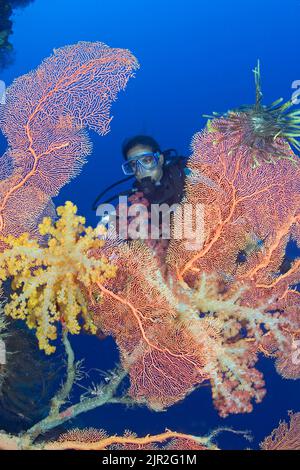 Gorgonian and alcyonarian coral dominates this reef scene with a diver (MR). Indonesia. Stock Photo