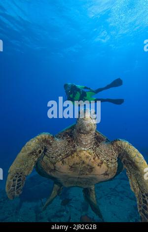Green sea turtle, Chelonia mydas, and diver (MR).  Kauai, Hawaii. Stock Photo