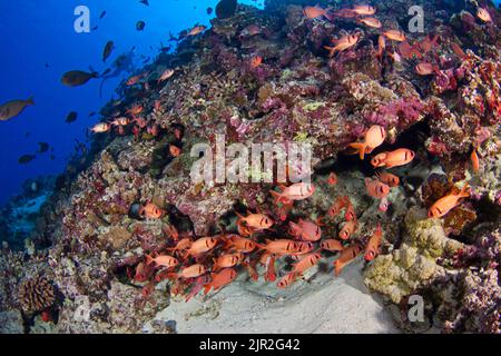 Diver (MR) and a reef scene with a school of shoulderbar soldierfish, Myripristis kuntee.   Hawaii. Stock Photo
