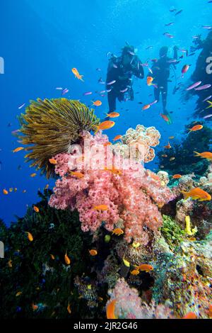 Divers (MR) and an idyllic Fijian reef scene with schooling anthias and alcyonarian coral, Fiji. Stock Photo