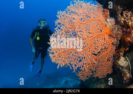 Diver (MR) and a large fan of gorgonian coral, Fiji. Stock Photo