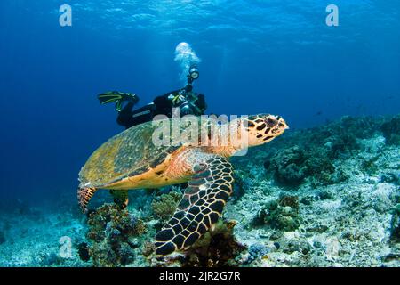 Hawksbill turtle, Eretmochelys imbricata, and diver/photographer (MR), Komodo, Indonesia. Stock Photo