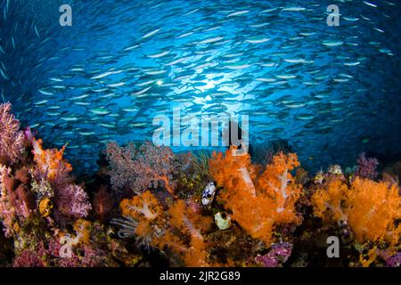 Schooling fusiliers and alcyonarian coral dominates this reef scene with a diver (MR).  Komodo, Indonesia. Stock Photo
