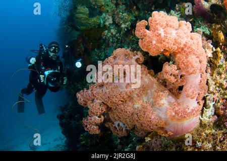 Alcyonarian coral dominates this reef scene with a diver/photographer (MR).  Komodo, Indonesia. Stock Photo