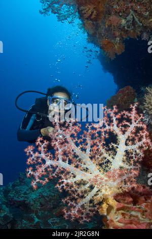 Alcyonarian coral dominates this reef scene with a diver (MR). Indonesia. Stock Photo