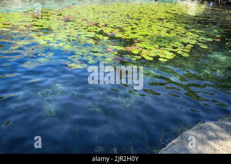 Dzibilchaltun, Mexico, :Cenote Xlacah situated in Dzibilchaltun zona archeologica area in Mexico Stock Photo