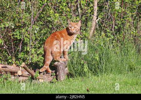 A copper-eyed, orange domestic shorthair classic red tabby cat (Felis catus) outside standing on a wood pile and looking back towards the camera Stock Photo