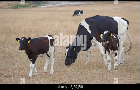 A peaceful grazing Holstein-Friesian  cow with two calves. In the background stands another cow. The grass is extreme dry. It has hardly rained in the Stock Photo