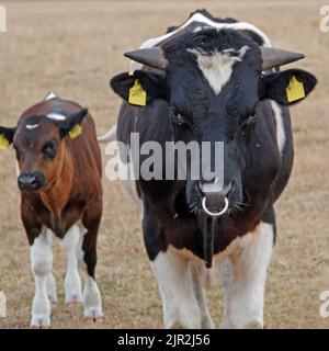 A portrait of Frisian bull. One of his offspring is standing behind him. This white-brown calf is male too. I understood the color of such a brown-bla Stock Photo