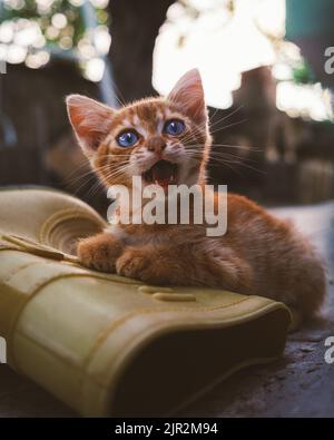 Cute orange kitten meowing beside a yellow rubber boot in a rural farm setting Stock Photo
